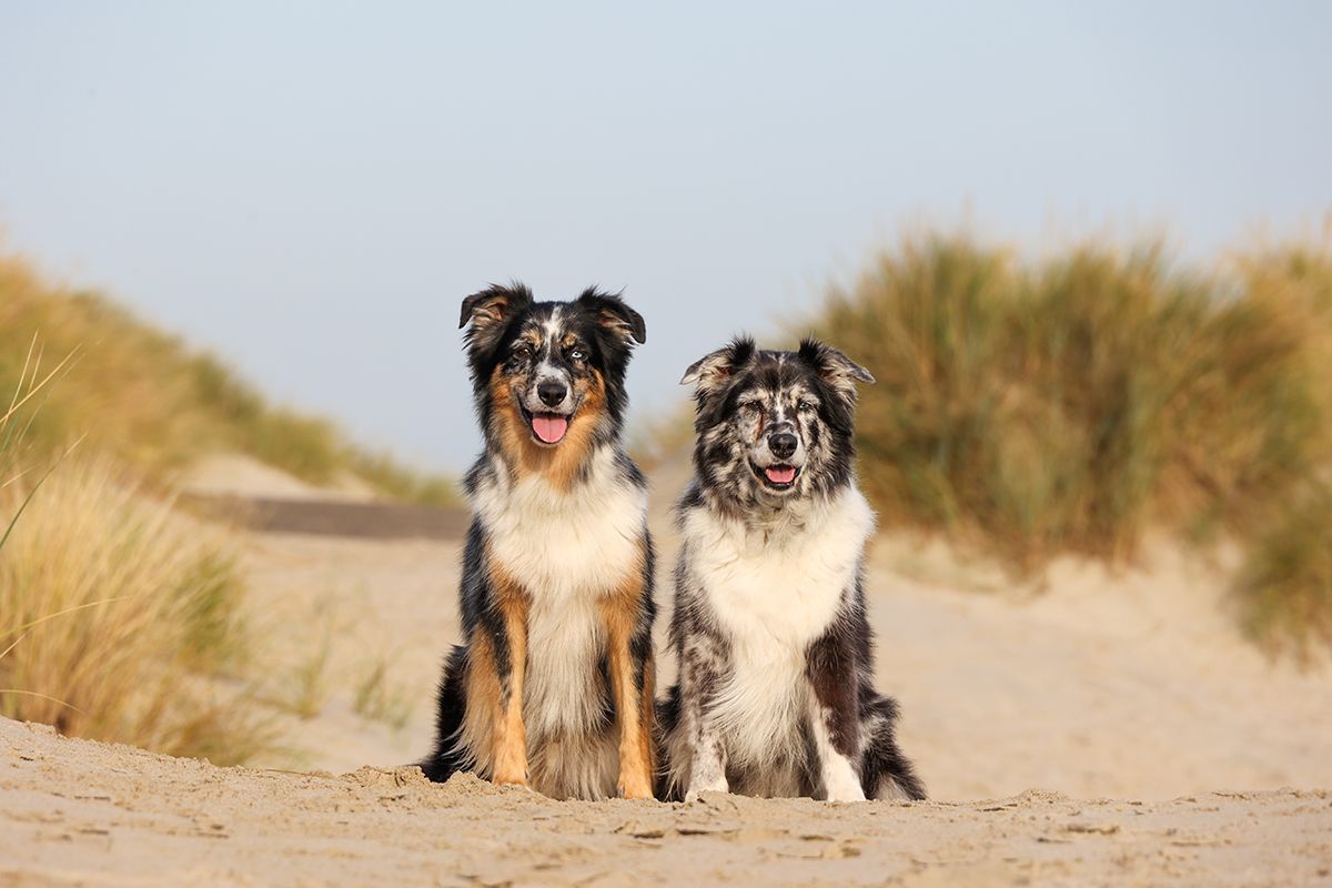 Hondenfotoshoot op strand Texel door Foto Sanne