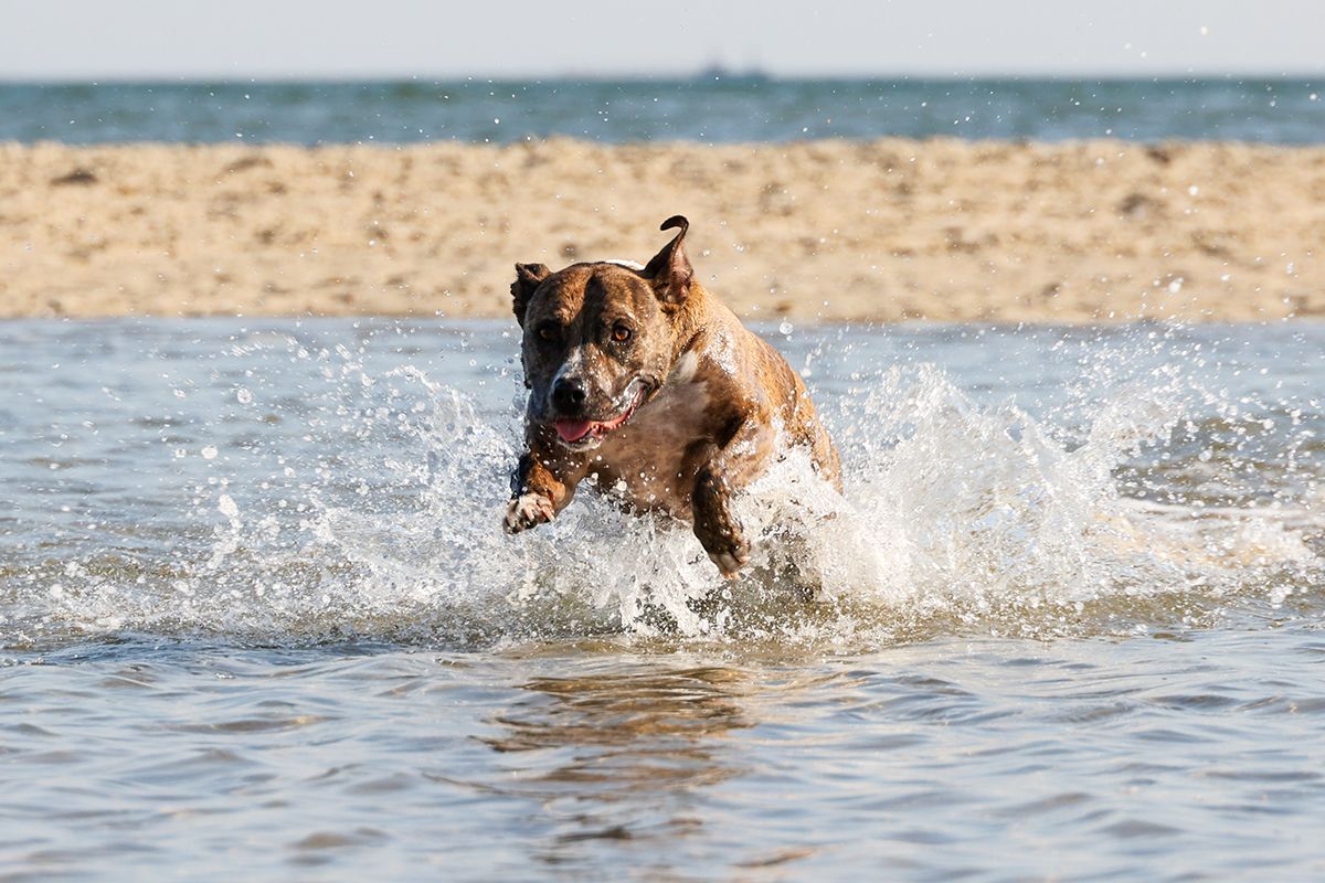 Hond in zee op Texel tijdens fotoshoot van hond.
