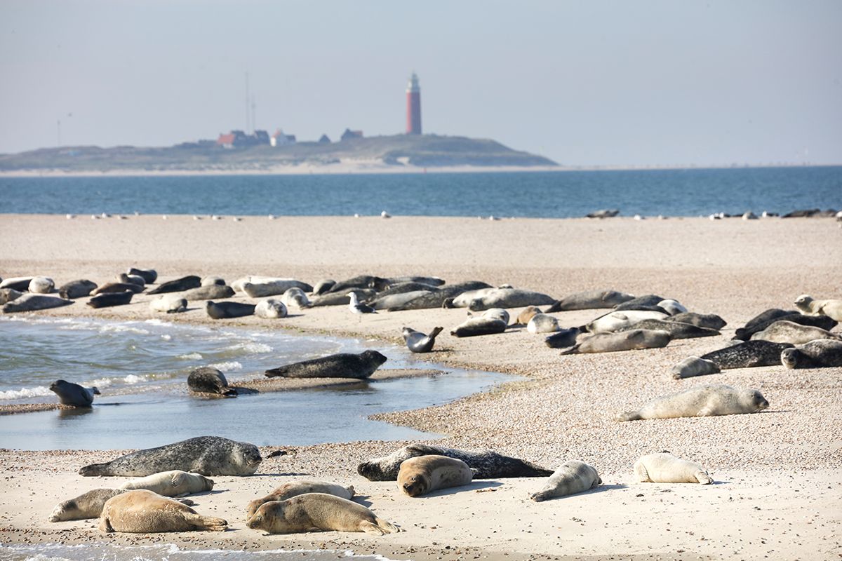 Zeehonden op de zandbank tussen Texel en Vlieland, op de achtergrond vuurtoren Texel - door Foto Sanne