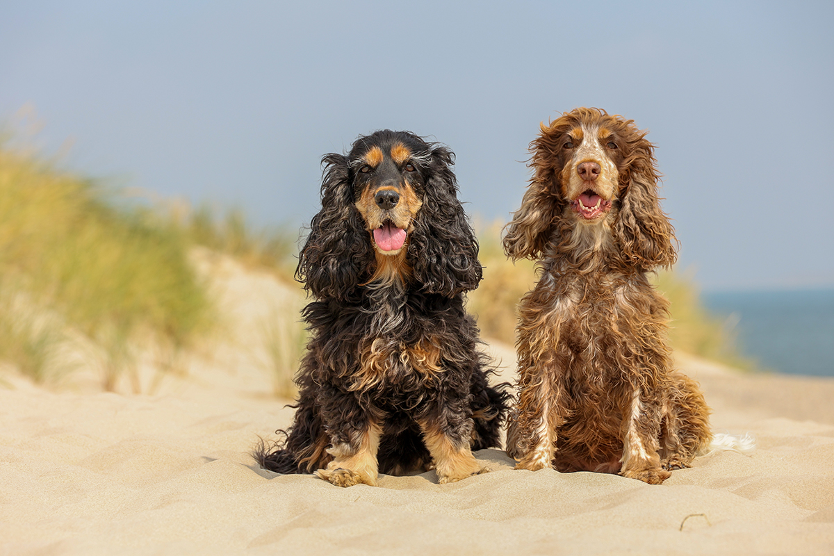 Hond op Texel - Fotograaf Texel