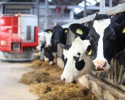 Voerrobot Texel Lely