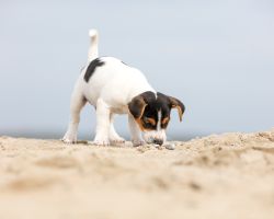 Met Puppy op Texel