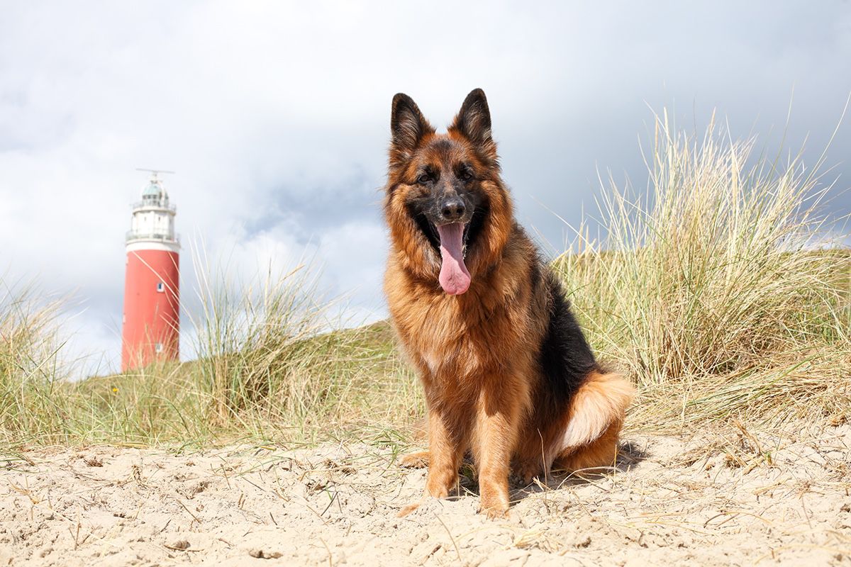 Fotoshoot met hond op Texel 