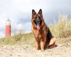 Fotoshoot met hond op Texel 