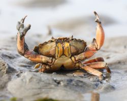 krabtexel