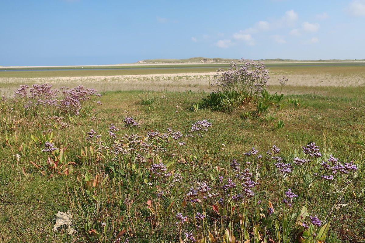 orchideetexelslufter