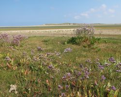 orchideetexelslufter