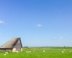 schapenboettexel