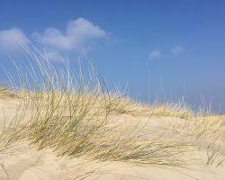 helmoptexel