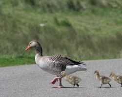 natuurfotograuwganzentexel