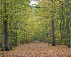 texelbos1