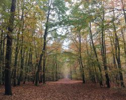 texelsestaatsbosbeheer