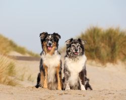 Fotoshoot honden texel