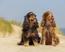 Fotoshoot met honden op Texel