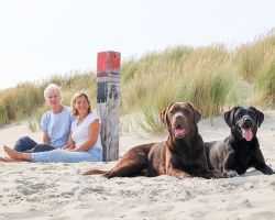 Honden op Texel