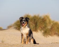 Hond in duinen van Texel