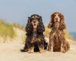 Honden op Texel