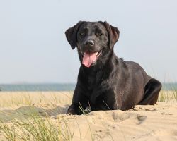 Hond op strand Texel