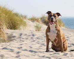 Hond in duinen van Texel