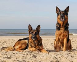 Honden fotos Texel