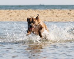 Hond in zee op Texel
