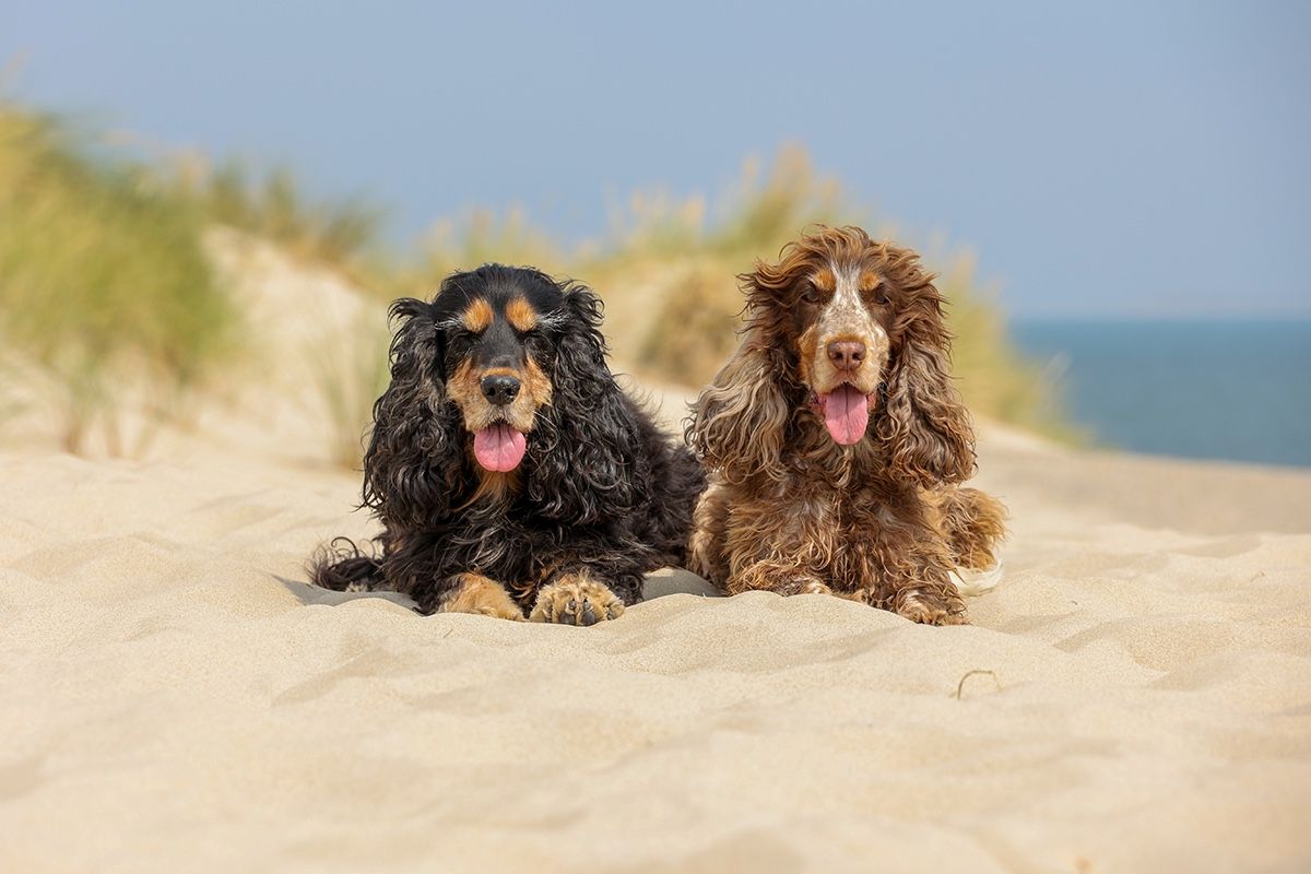Loslopen hond op Texel