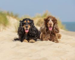 Loslopen hond op Texel