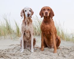 Honden fotoshoot Texel