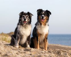 Honden in de duinen van Texel