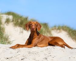 Hondenfotoshoot Texel