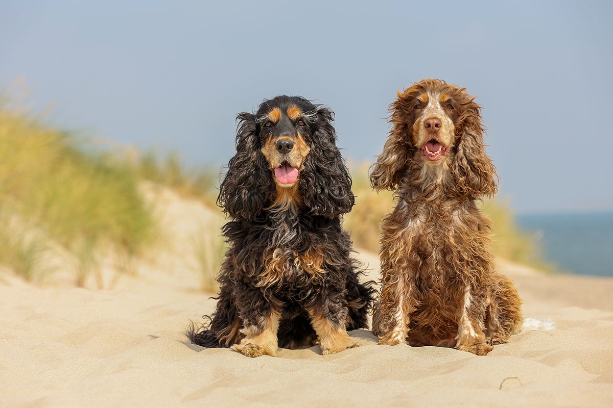 Hond op Texel - Fotograaf Texel 