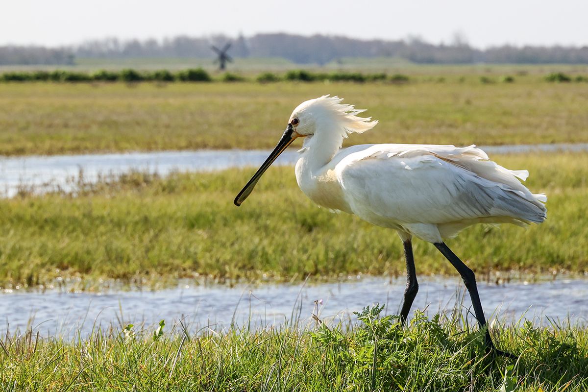 Lepelaar in Waalenburg op Texel - door Foto Sanne