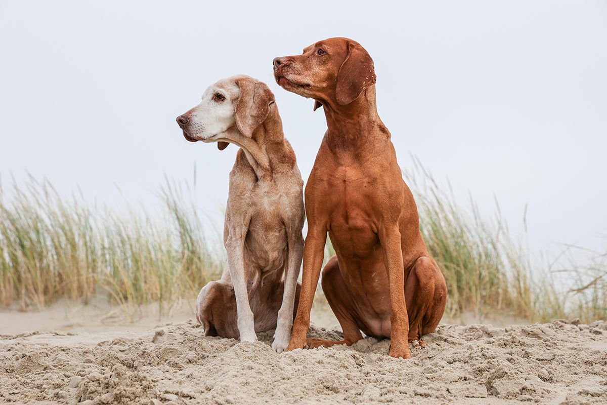 Twee Vizsla's op strand van Texel - Fotoshoot Foto Sanne