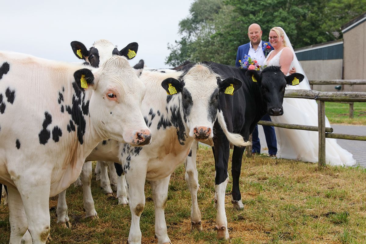 Trouwfoto met koeien op Texel door Foto Sanne