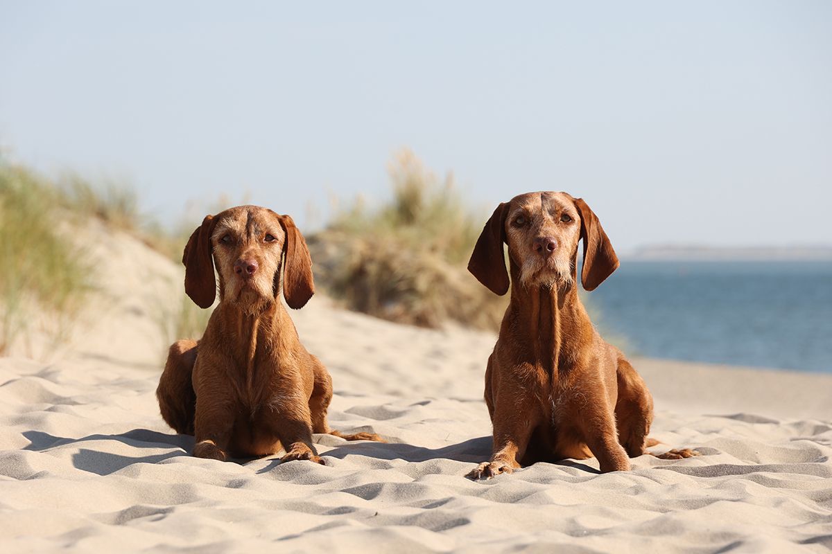 Vizsla's op strand van Texel gefotografeerd door Foto Sanne