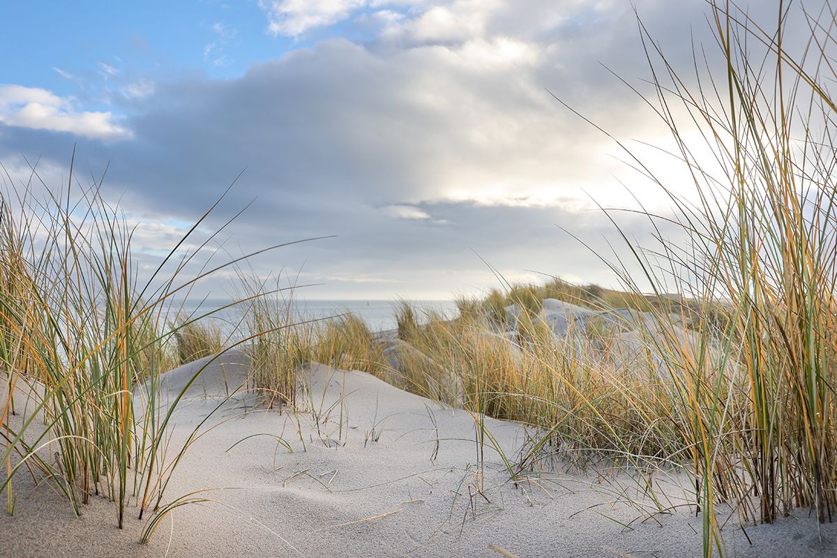 Foto van de duinen van Texel
